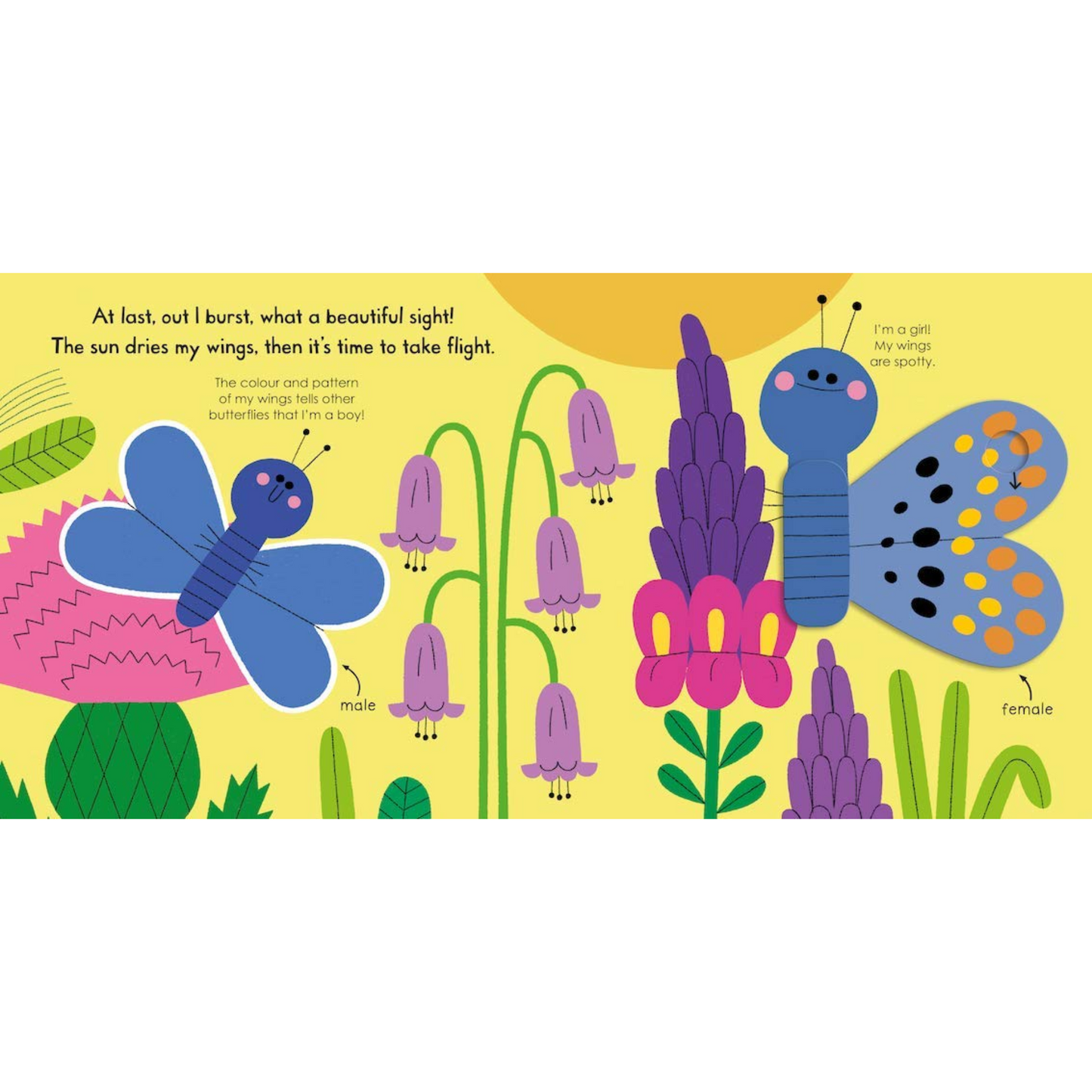 Butterfly My Little Green World Board Book - Interest age 2-5 Years